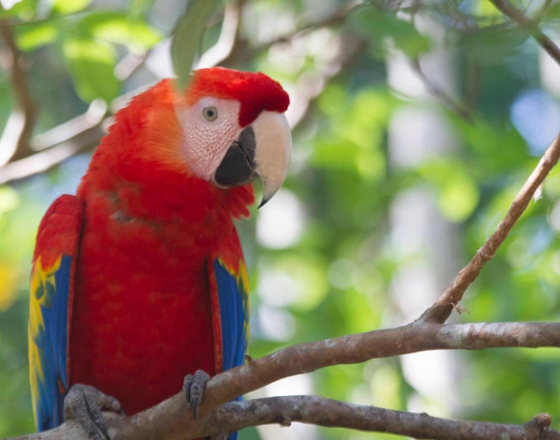 Jungle Lodge At Wild Sun Rescue Center Cabuya  Luaran gambar
