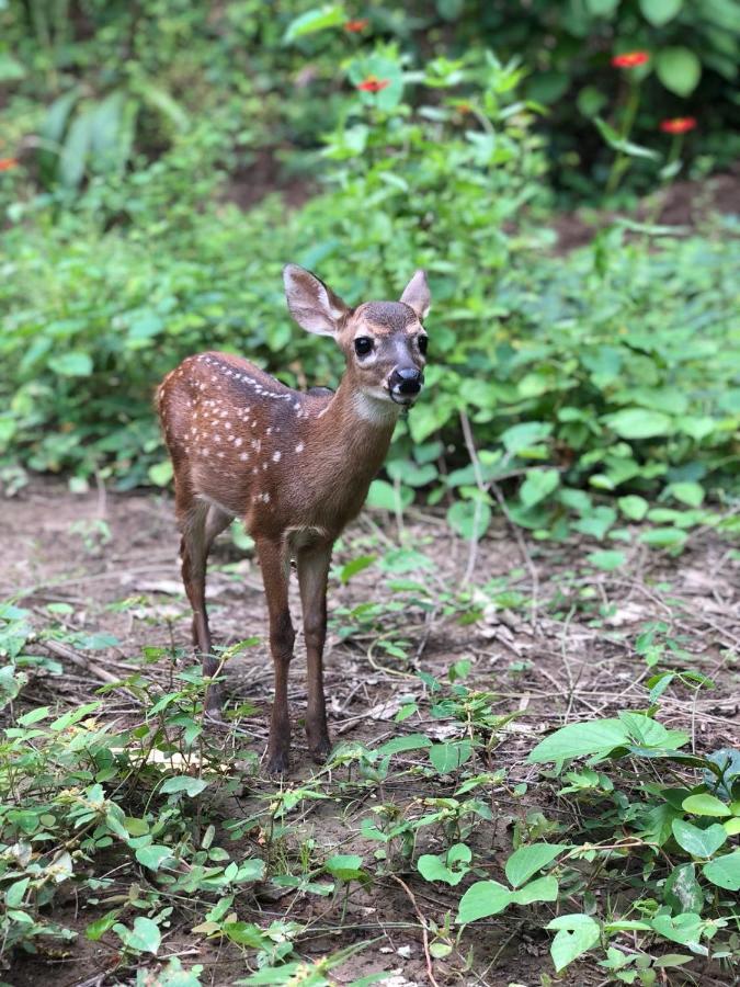 Jungle Lodge At Wild Sun Rescue Center Cabuya  Luaran gambar