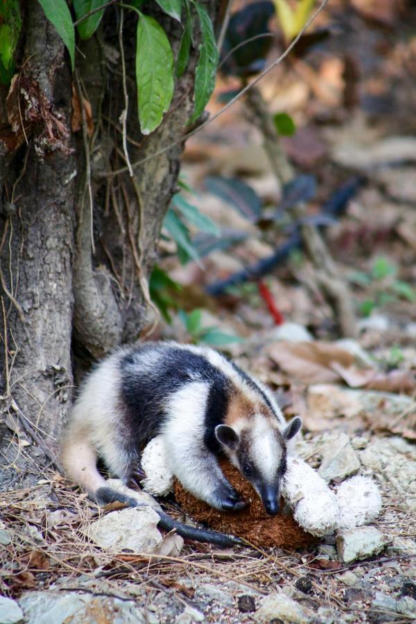 Jungle Lodge At Wild Sun Rescue Center Cabuya  Luaran gambar