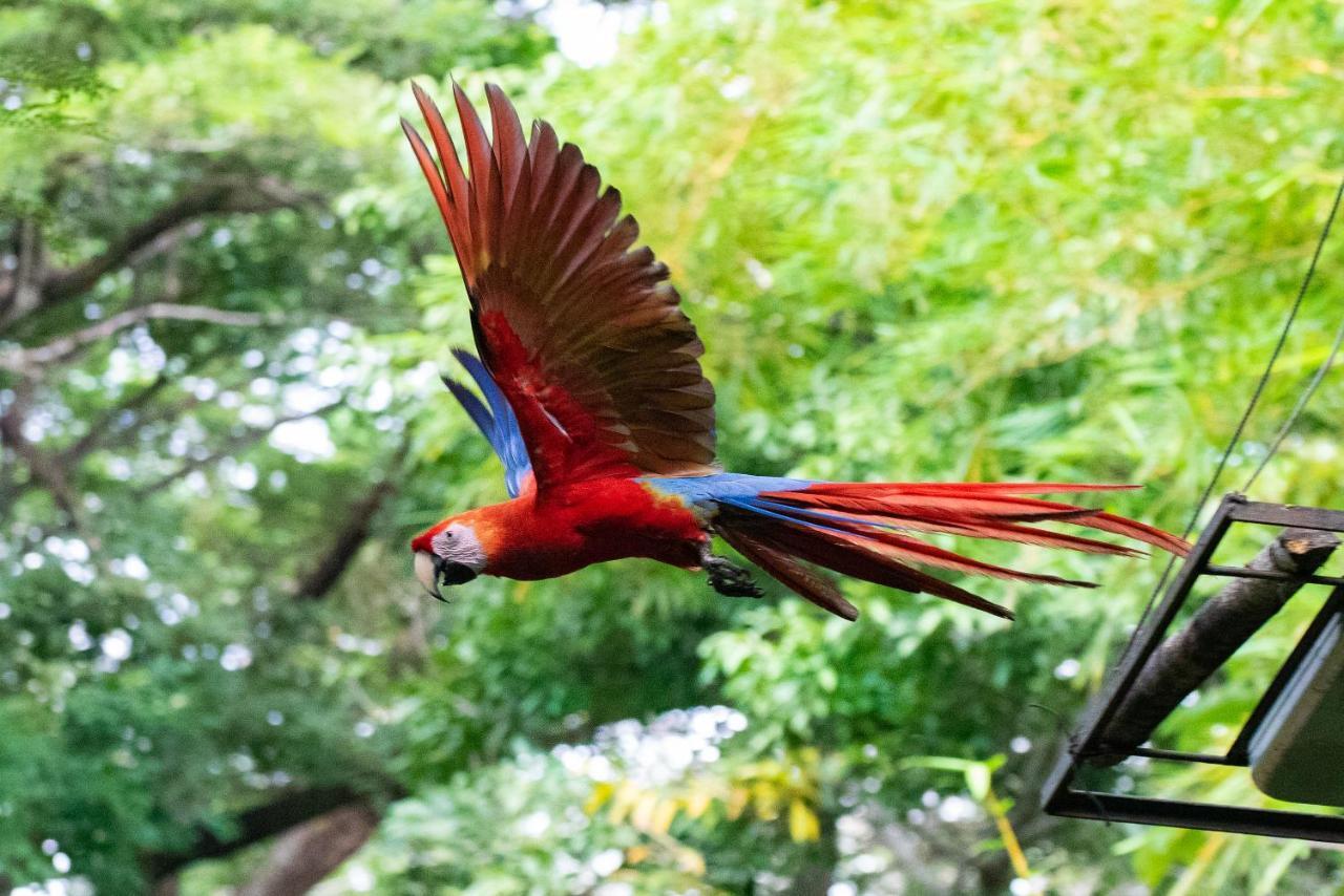 Jungle Lodge At Wild Sun Rescue Center Cabuya  Luaran gambar